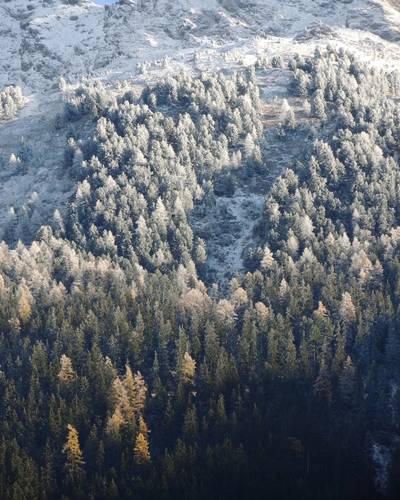 Forêt de Modane sous la neige